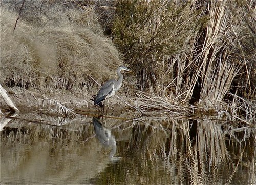 Great Blue Heron, Mesilla Valley
