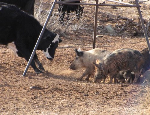 Livestock interacting with feral swine at a feeder in New Mexico.