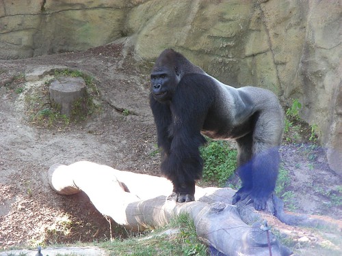 Zoo Schmiding: Gorillas 31 by W i l l a r d