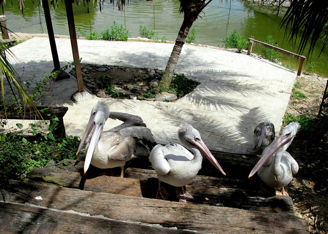 Farm in the City - pelicans