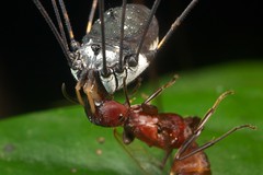Arachnids (Thailand)