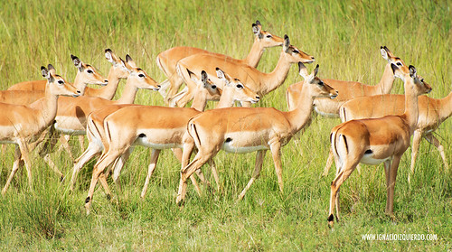 Kenia - Masai Mara 15