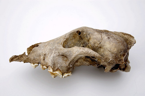 A lateral view of a Palaeolithic dog from the Goyet cave (Belgium), calibrated age of 36,000 years Before the Present. Thalmann et al. believe the species represented by this fossil to be an ancient sister-group to all modern dogs and wolves, rather than a direct ancestor. [Image courtesy of Royal Belgian Institute of Natural Sciences]