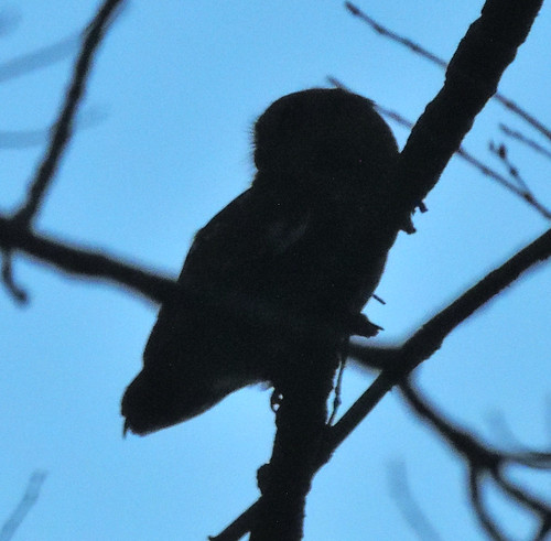 Eastern Screech-owl profile