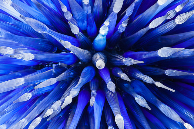 Chihuly's Blue Star