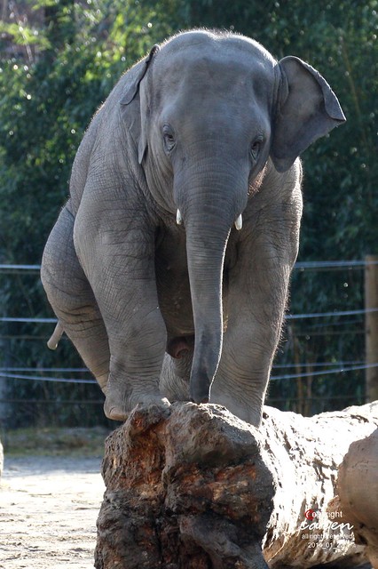 Asiatischer Elefant Ludwig 2014_01_22 212