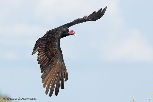 Turkey Vulture (Tropical subspecies)