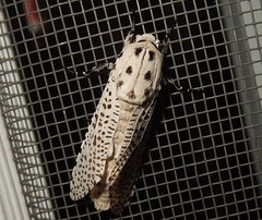 Cossid Miller moth (Zeuzera sp.)