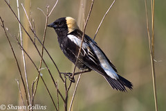 Grassland Birds Clarion County 2013