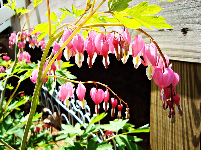Bleeding Heart - May Garden ... Simply Fresh Vintage