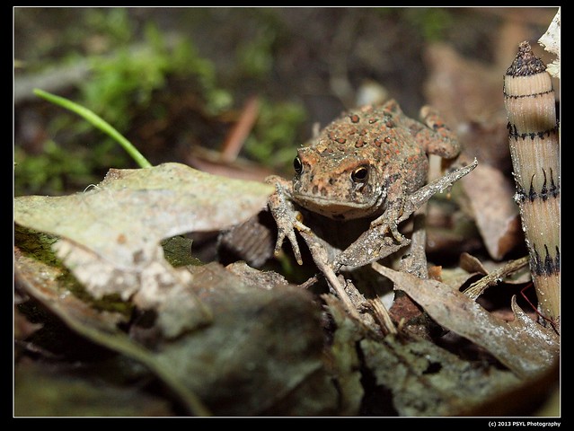 American toad (Bufo 
americanus)