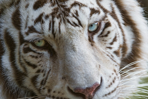 White tiger very close by Tambako the Jaguar