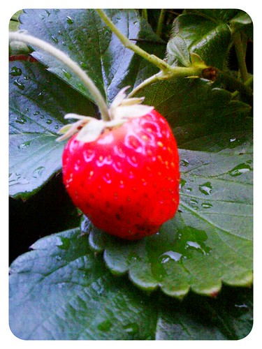 last strawberry?