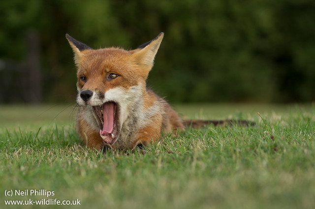 lying down fox yawn