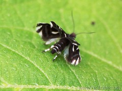 Metalmark Moths - Family Choreutidae
