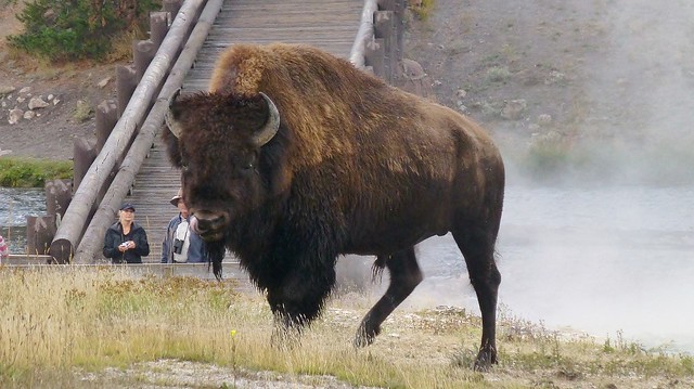 BISON,YELLOWSTONE NP - WY