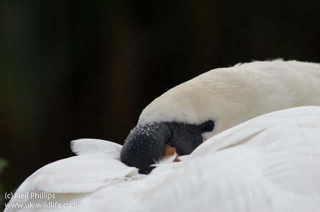 sleepy mute swan-5