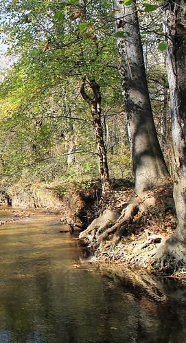 Image of a sycamore tree over the Patuxent River