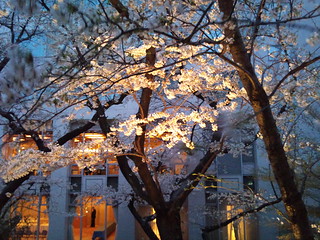2011年4月8日・高輪プリンスホテル・桜