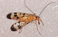 Scorpion Fly Panorpa isolata