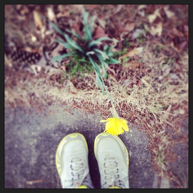 YAY! First full-sized daffodil! #signsofspring #foundwhilerunning