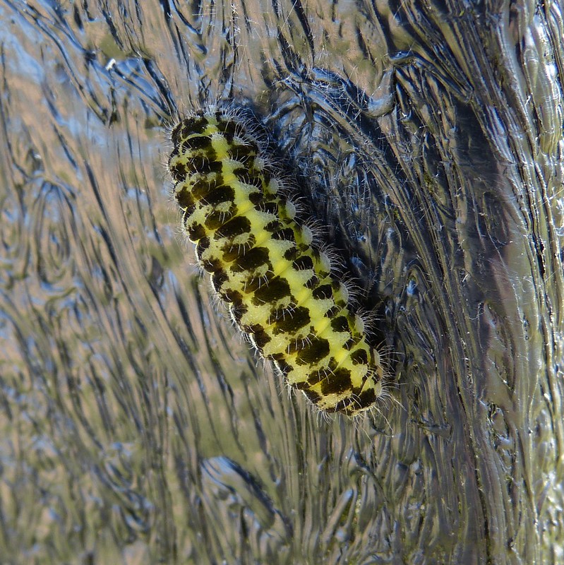 P1050047 - Burnet Moth Caterpillar, Kenfig NNR