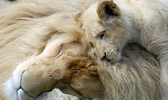 英國赫特福德郡天堂野生動物園的小白獅和其父親(Rhian Grey/Paradise Wildlife Park)