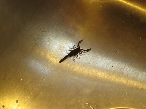 Scorpion in the Sink