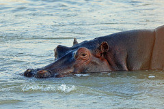  Hippopotamidae