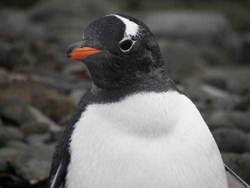 Gentoo Penguin, Antarctica by therese beck