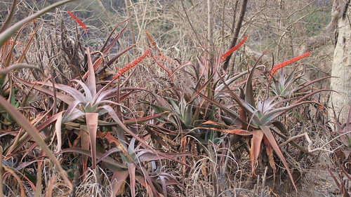 Aloe mawii - Lurio population by tonrulkens