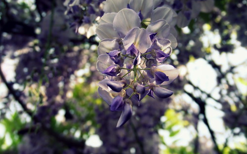 Wisteria - a color from the memory