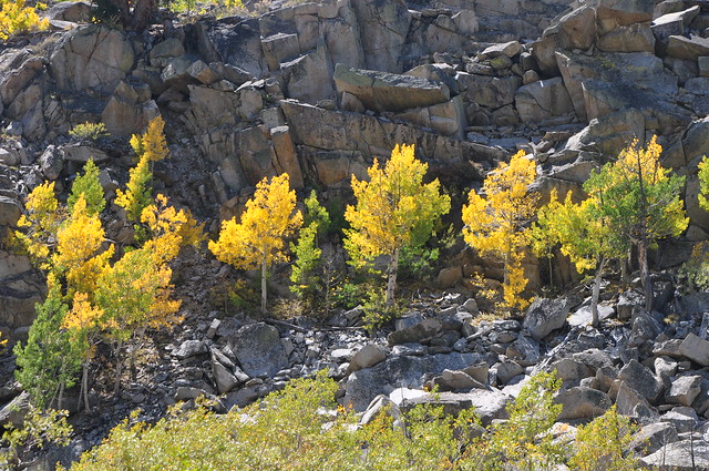 A few aspens on a cliff face in Bishop Canyon