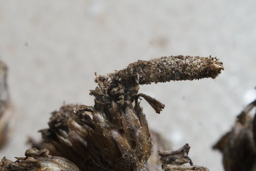 Coleophora argentula larval case on Yarrow