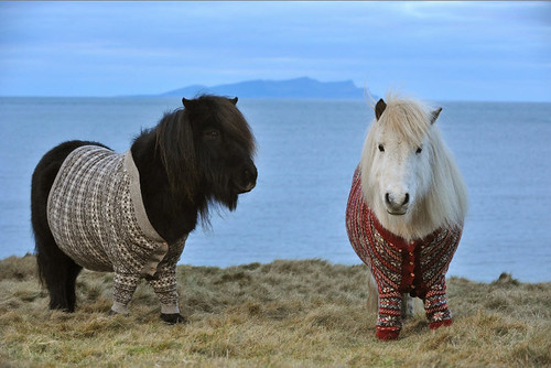 shetland-ponies-cardigans