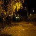 Yellow leaves and streetlight