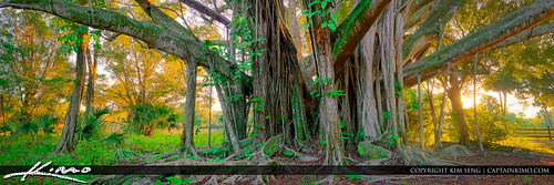 Banyan Tree Riverbend Park Panorama by Captain Kimo