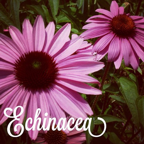 Garden Alphabet: Echinacea | A Gardener's Notebook with Douglas E. Welch