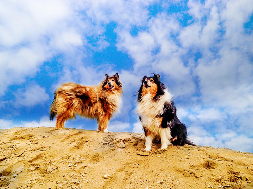 cold clouds collies by Hermio Black