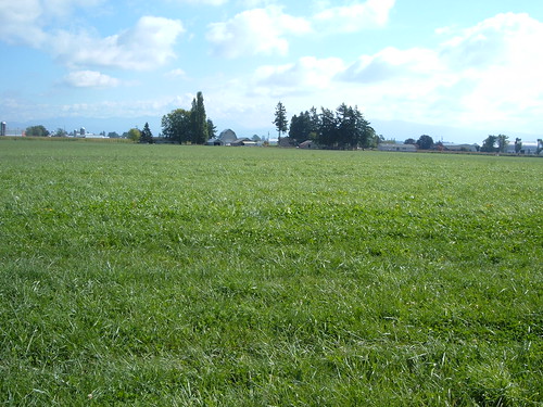 Grass field in Whatcom County where study was conducted