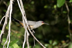Aves de La Española - Birds of Hispaniola