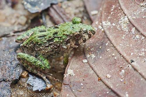 IMG_7204 stk copy Asian Grass Frog (Fejevarya limnocharis)
