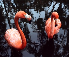 Flamingo Gardens '13-15