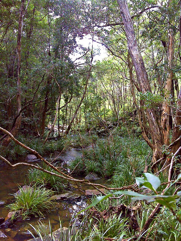 The Upper Caboolture River