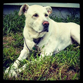 Zeus #bigdog #love #dogstagram