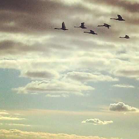 flying-geese