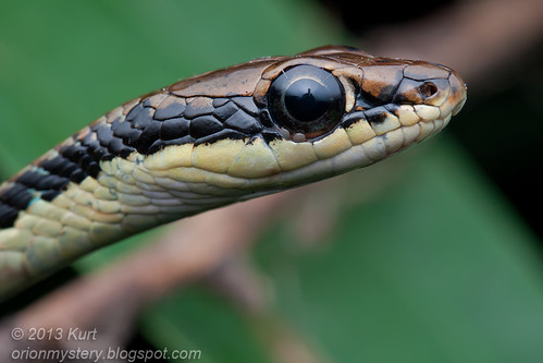 Painted Bronzeback Snake (Dendrelaphis pictus) with ticks IMG_2459 copy