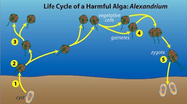 渦鞭毛藻的生殖。(1~3)無性生殖；(4~5)有性生殖。出處：Woods Hole Oceanographic Institution