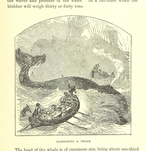 Image taken from page 203 of 'Our North Land: being a full account of the Canadian North-West and Hudson's Bay Route, together with a narrative of the experiences of the Hudson's Bay Expedition of 1884 ... Illustrated, etc'