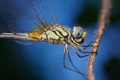 Odonata (Cambodia)